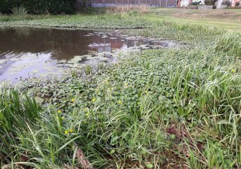 Waterteunisbloem in oppervlaktewater (Foto: Waterschap Hunze en Aa&rsquo;s)
