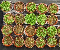 Pythium ultimum met tuinkers