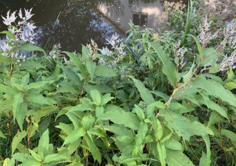 Afghaanse duizendknoop, Langbroek Utrecht (Foto Maarten Hienekamp)