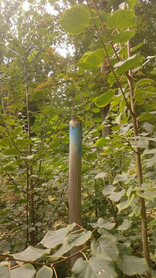 Geslaagde Lindenaanplant onder scherm op zandgrond (Foto Marc Struelens)