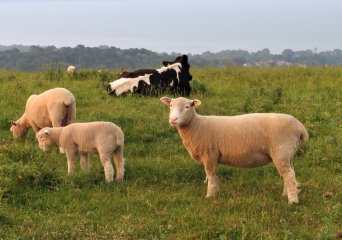 Image by <a href="https://pixabay.com/users/sjprice-2046030/?utm_source=link-attribution&amp;utm_medium=referral&amp;utm_campaign=image&amp;utm_content=3582507">Sara Price</a> from <a href="https://pixabay.com//?utm_source=link-attribution&amp;utm_medium=referral&amp;utm_campaign=image&amp;utm_content=3582507">Pixabay</a>