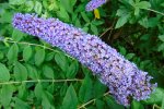 Bloeiende vlinderstruik (Buddleja davidii Franch.). Foto: Fernando Losada Rodr&iacute;guez Wikimedia Commons 2022 